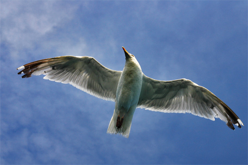 Photographie d'un goeland dans le Finistère