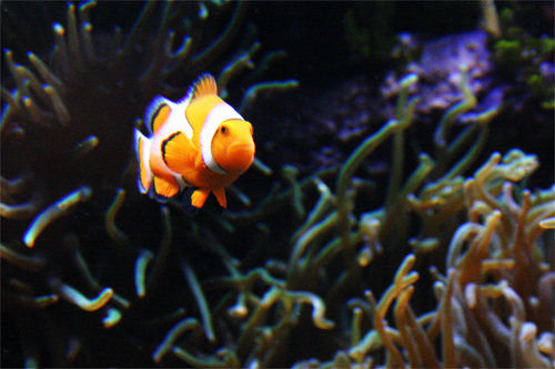 Photographie de l'aquarium de Brest